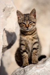 Chaton européen - petit chat malade