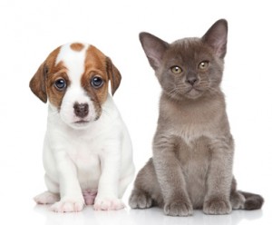 Portrait of Jack Russell terrier puppy and burmese kitten on a white background