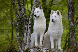 couple de bergers blancs suisse dans la forêt
