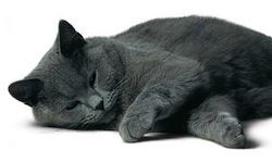 img-chat-chartreux