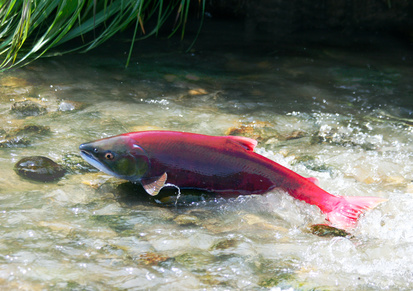 red salmon spawn