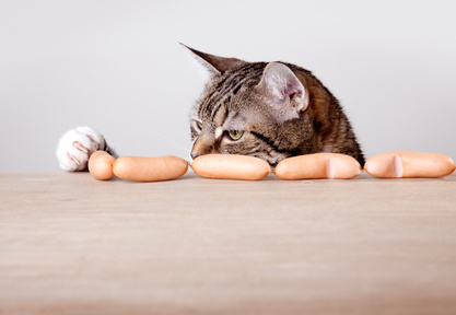 Hungrige Katze mit Wiener Würstchen